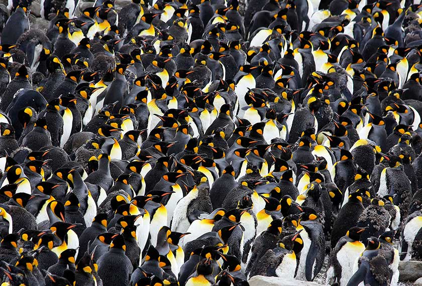 En busca del Pingüino Emperador en Snow Hill (Mar de Weddell) en el M/V Ortelius